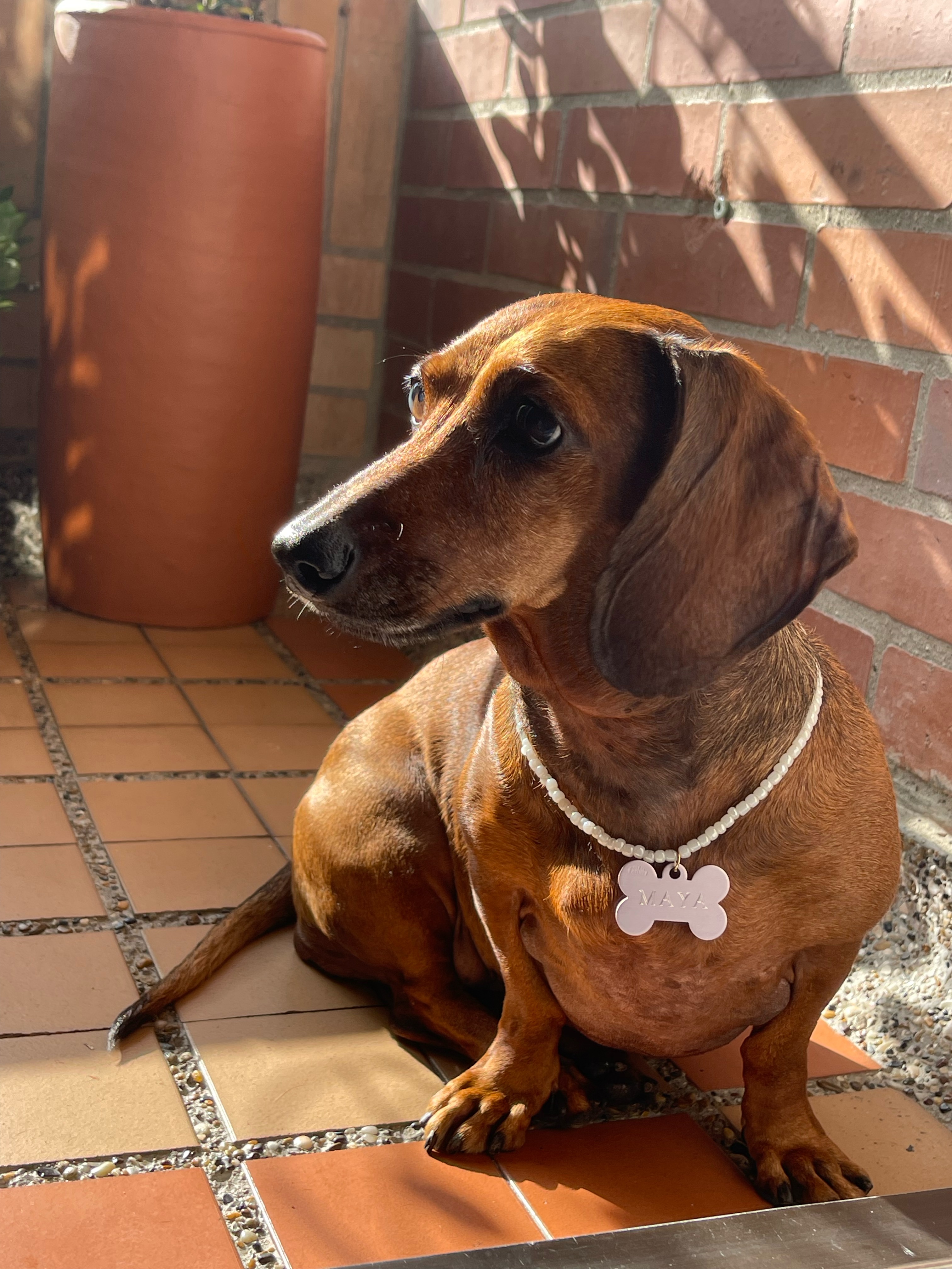 MAYA